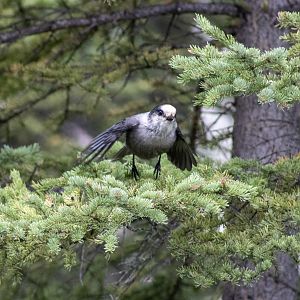 Canada Jay