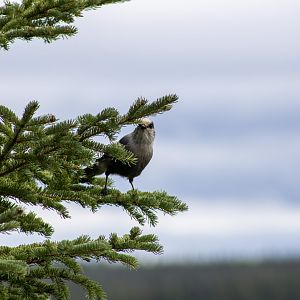 Canada Jay