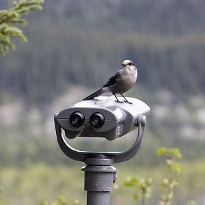 Canada Jay