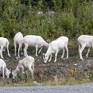 Dall Sheep