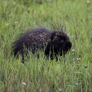 North American Porcupine