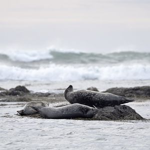 Common seals