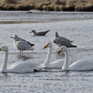 Whooper swans