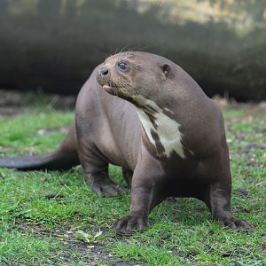 Giant otter, New Forest Wildlife Park, UK