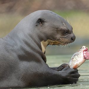 Giant otter, New Forest Wildlife Park, UK