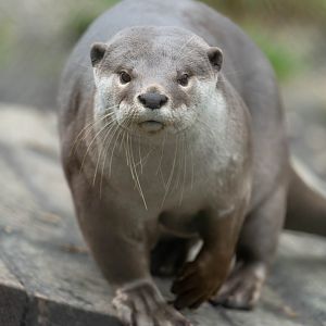 Smooth coated otter, New Forest Wildlife Park, UK