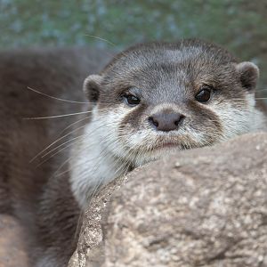Asian short clawed otter, New Forest Wildlife Park, UK