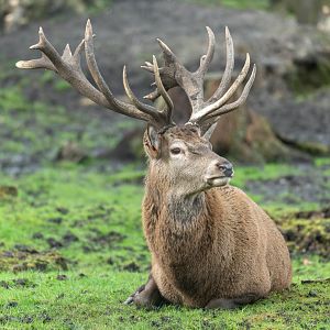 Red deer stag, New Forest Wildlife Park, UK