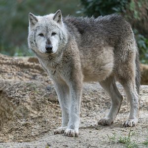 Northwestern wolf, New Forest Wildlife Park, UK