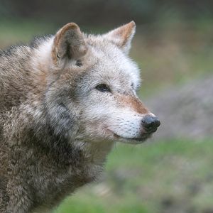 Northwestern wolf, New Forest Wildlife Park, UK