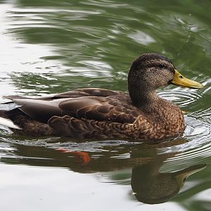 Eclipsed Mallard drake (Anas platyrhynchos), 2023-08-15
