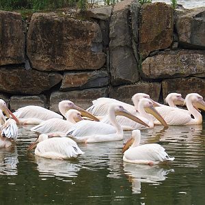 Great white pelicans (Pelecanus onocrotalus), 2023-08-15