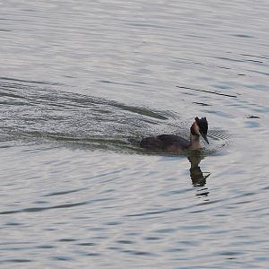 Wild Great crested grebe (Podiceps cristatus), 2023-08-15