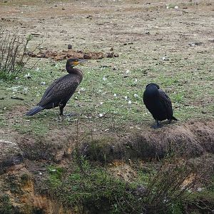 Wild Great cormorants (Phalacrocorax carbo), 2023-08-15