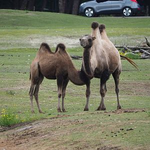 Bactrian camels (Camelus bactrianus), 2023-08-15