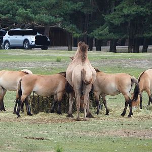 Przewalski's horses (Equus ferus przewalskii) and Bactrian camel (Camelus bactrianus), 2023-08-15