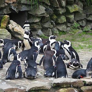 African penguins (Spheniscus demersus), 2023-08-15