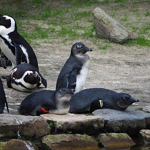 African penguins (Spheniscus demersus), 2023-08-15
