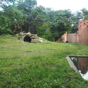 Indian sloth bear and Asian small-clawed otter exhibit, 2023-08-15