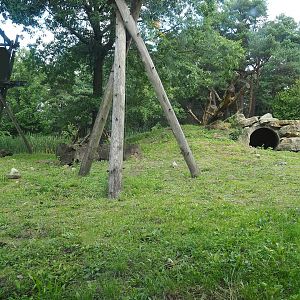 Indian sloth bear and Asian small-clawed otter exhibit, 2023-08-15