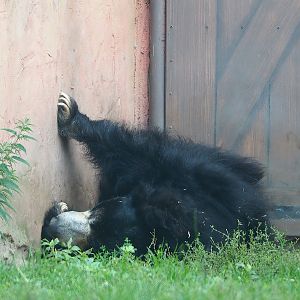 Indian sloth bear (Melursus ursinus ursinus), 2023-08-15