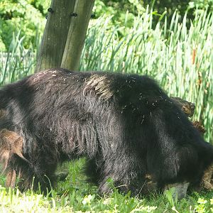 Indian sloth bear (Melursus ursinus ursinus), 2023-08-15