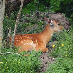 Western sitatunga (Tragelaphus spekii gratus), 2023-08-15