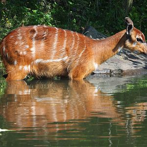 Western sitatunga (Tragelaphus spekii gratus), 2023-08-15