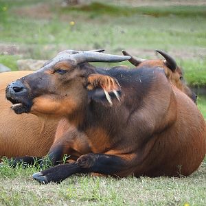 Red forest buffalo (Syncerus caffer nanus), 2023-08-15