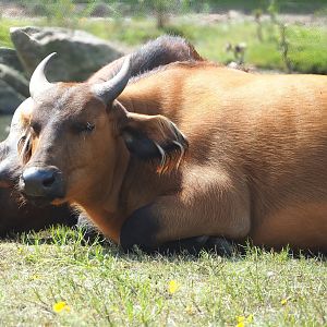 Red forest buffalo (Syncerus caffer nanus), 2023-08-15