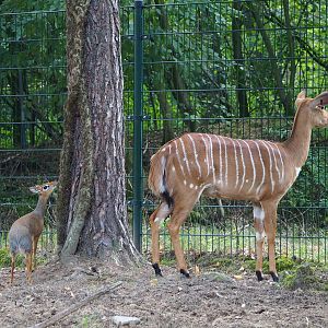 Kirk's dik-dik (Madoqua kirkii) and Nyala (Tragelaphus angasii), 2023-08-15