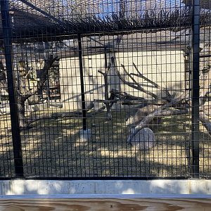 Expanded Debrazza Monkey Enclosure