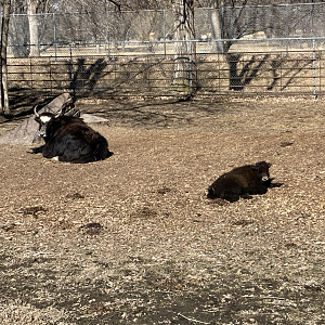Baby Yak with Mother