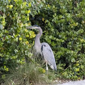 Great Blue Heron