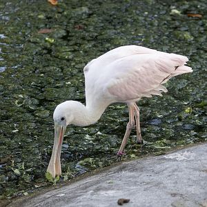 Roseate Spoonbill