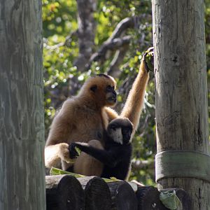 White-cheeked Gibbons