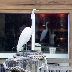 Great Egret