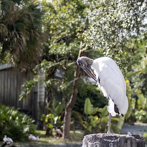 Wood Stork