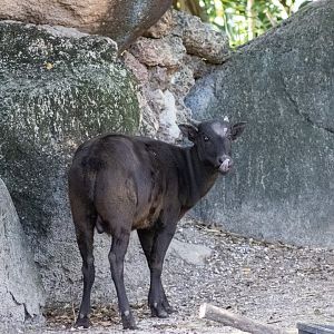 Lowland Anoa