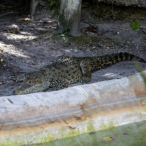 Cuban Crocodile