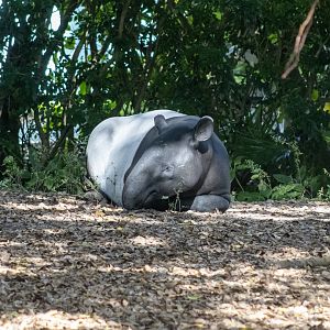 Malayan Tapir