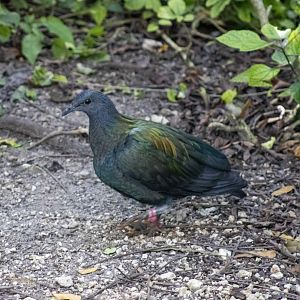 Nicobar Pigeon