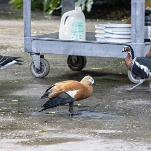 Ruddy Shelduck and Red-breasted Geese