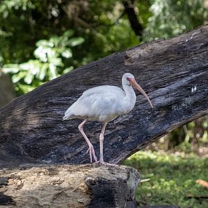 White Ibis