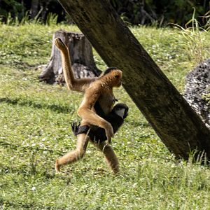 White-cheeked Gibbons