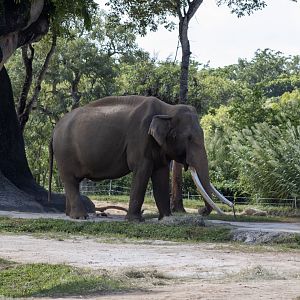 Asian Elephant