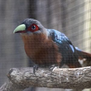 Chestnut-breasted Malkoha