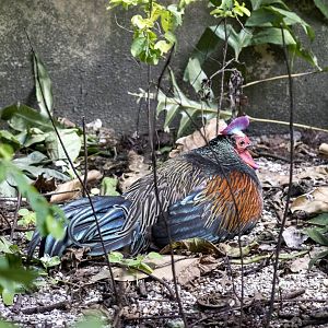 Green Junglefowl