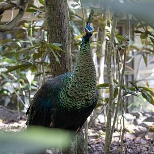 Green Peafowl