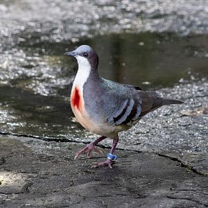 Luzon Bleeding-hart Dove
